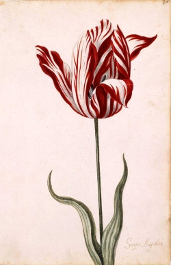Tulp Semper Augustus; Bron: Wikimedia Commons, Public Domain
